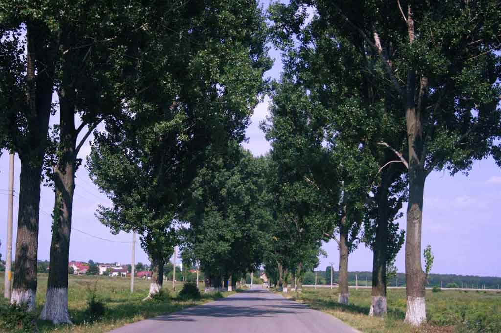 pe langa plopii fara sot