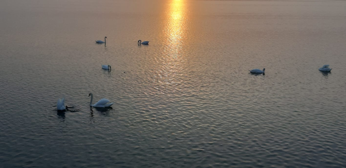 Lebede si apus de soare lacul cernica 28 03 2024