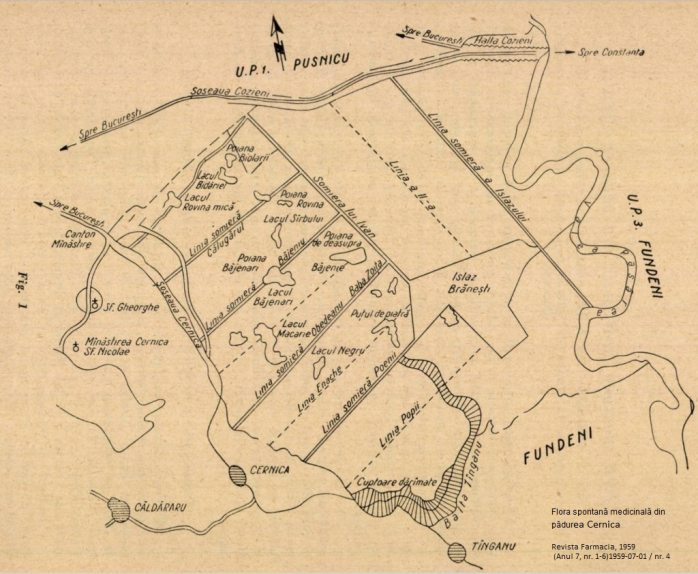Padurea Cernica schita harta 1959