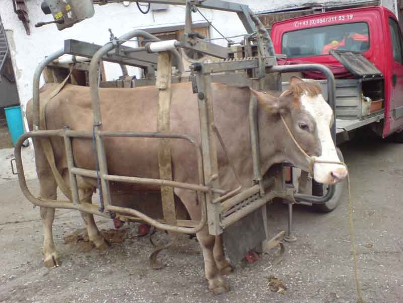 Macarale pentru suflete