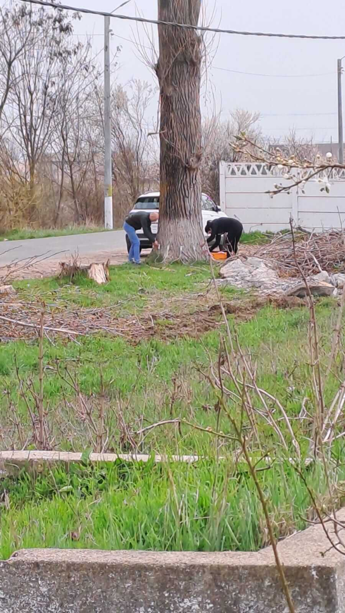 plopi soseaua cernica balaceanca